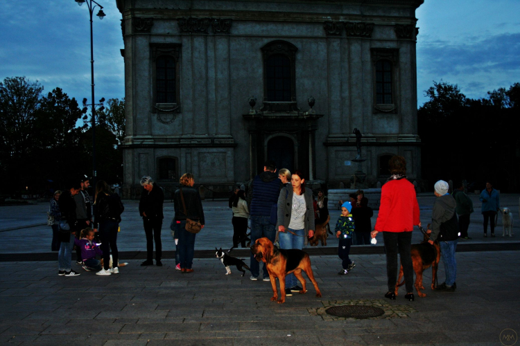 Flashmob az Állatok Világnapján - Pápa