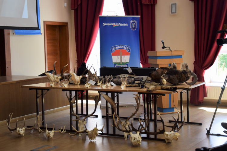 Orvvadászokat fogtak el a rendőrök a Bakonyban