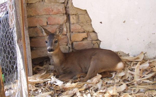 Őzeket foglaltak le a pápai rendőrök