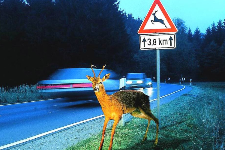 Figyelem! Őzek az utakon!