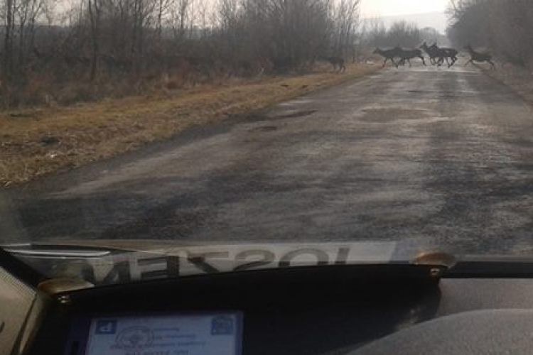 Több száz szarvas vonult át az úton Csabrendeknél