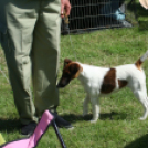 2 x CAC Nemzeti Kutyakiállítás – Pápa