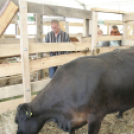 Pápai Agrárexpo 2017 - Szombat