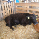 Pápai Agrárexpo - 2015 - Képgeléria