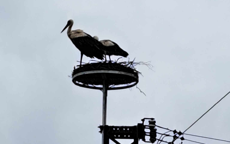 Az E.On segítségével biztonságosan építhet fészket a gólyapár a Közgáznál