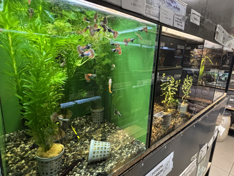 Inter-Fisch-Zoo - Díszállat Centrum - Pápa