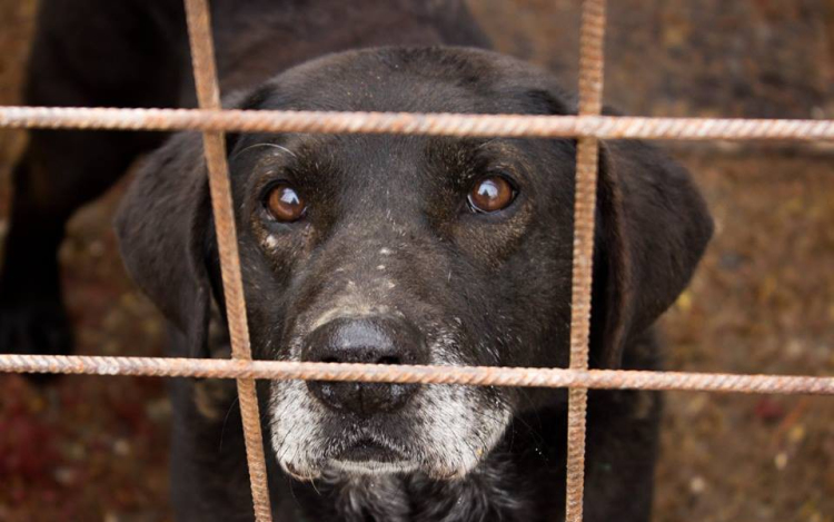 Döntött a pápai bíróság: Letöltendőt kapott az állatkínzó