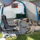 2 x CAC Nemzeti Kutyakiállítás – Pápa