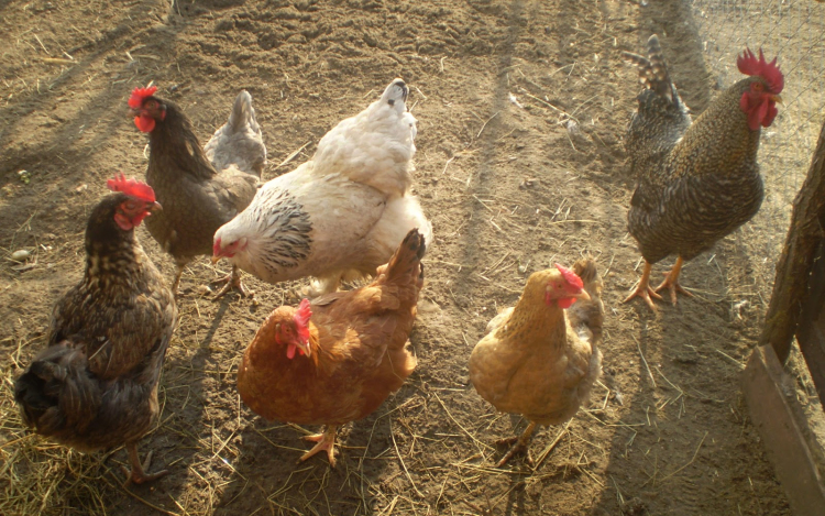 Kitekertre a tyúkok nyakát