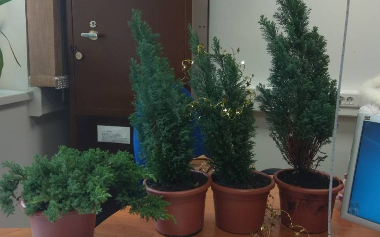 53 éves pápai asszony lopta a dísznövényeket