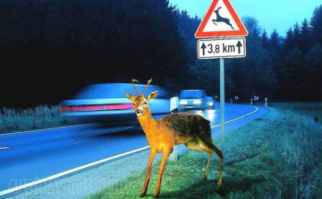 Haza akarta vinni az elütött vadat