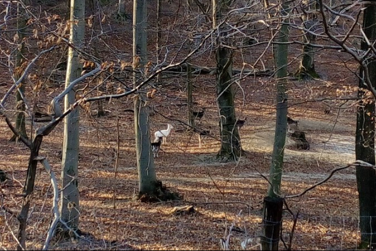 Albínó őzet fotóztak a Bakonyban
