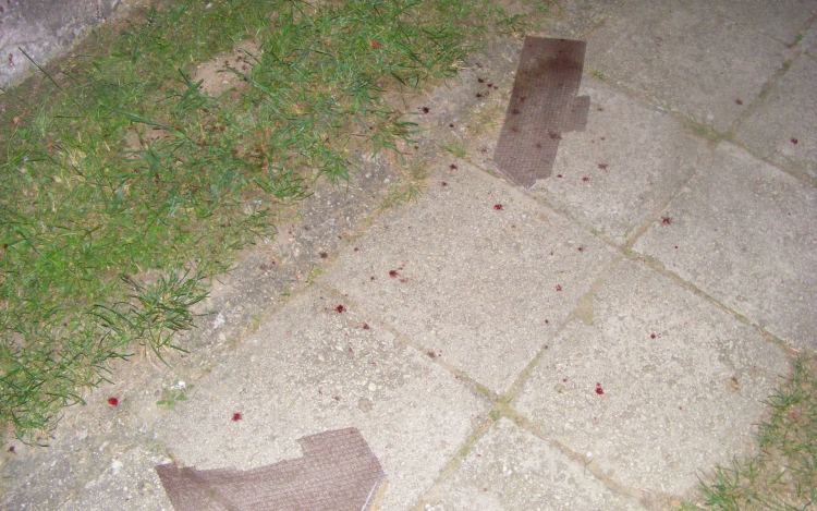 Vérnyomok vezettek el a rongálóhoz