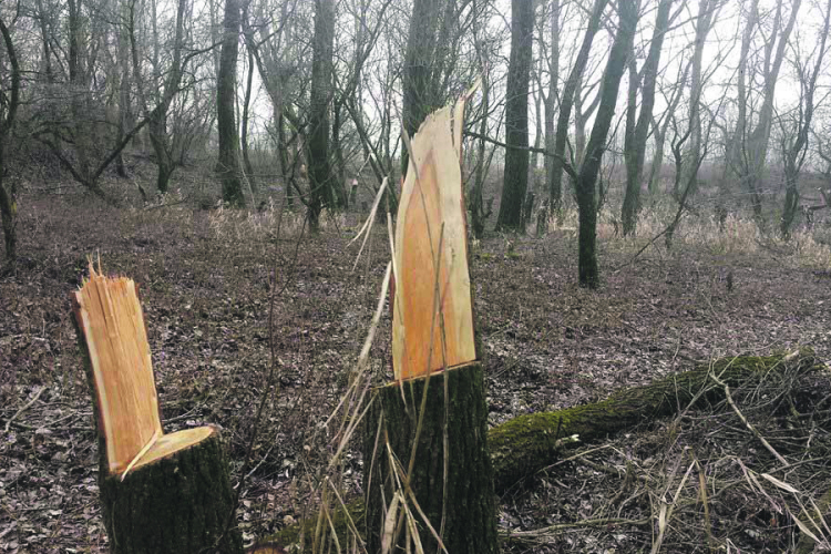 Folytatják a fakivágást a Külső-Várkertben