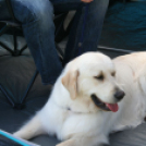 2 x CAC Nemzeti Kutyakiállítás – Pápa