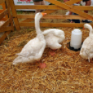 Pápai Agrárexpo - 2018 - Vasárnap