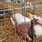 Pápai Agrárexpo - 2018 - Vasárnap