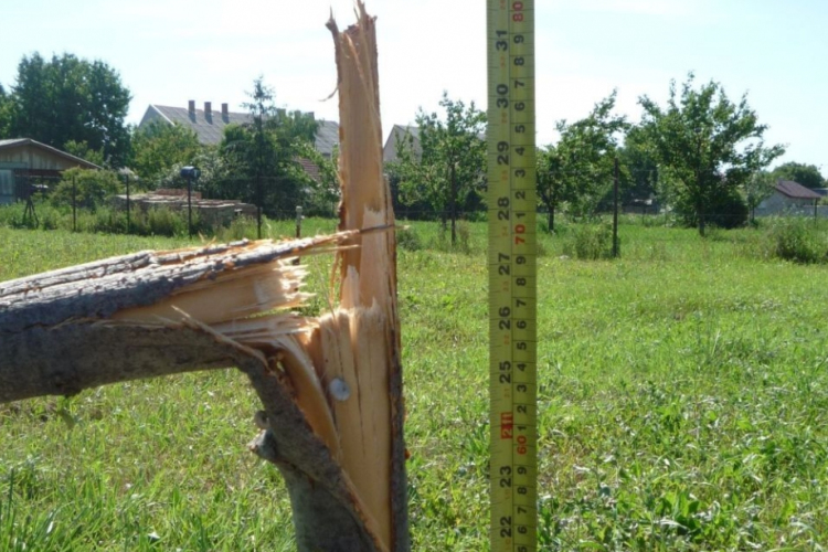 Megrongálta a díszfát