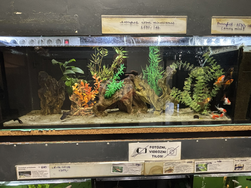 Inter-Fisch-Zoo - Díszállat Centrum - Pápa