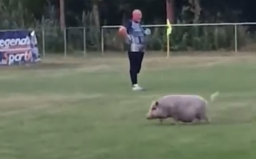 Beszaladt egy disznó a pályára a Takácsi focimeccsén - Videó