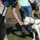 2 x CAC Nemzeti Kutyakiállítás – Pápa