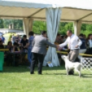 2 x CAC Nemzeti Kutyakiállítás – Pápa