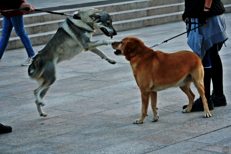 Flashmob az Állatok Világnapján - Pápa