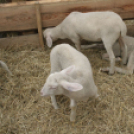 Pápai Agrárexpo 2017 - Szombat