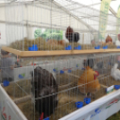 Pápai Agrárexpo - 2018 - Szombat