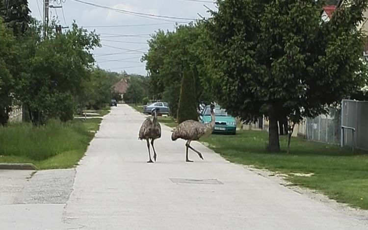 Megszökött két emu Gyarmaton
