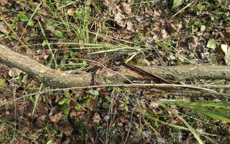 Hurokcsapdával gyűjtött agancsot a Pápa környéki férfi