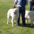 2 x CAC Nemzeti Kutyakiállítás – Pápa