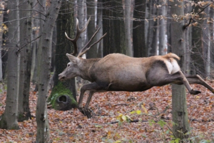 Bakonyerdő: Csak kijelölt turista utakon túrázzon