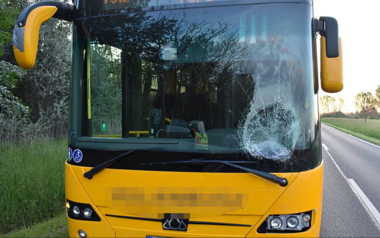 Autóbusz elé ugrott egy vad Pápa közelében