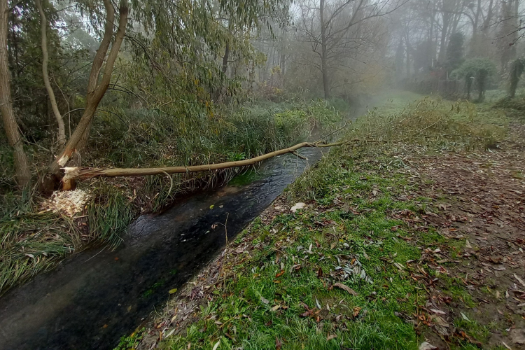 Az emberek és az állatok is okoztak károkat a tapolcafői tanösvényen