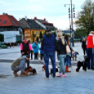 Flashmob az Állatok Világnapján - Pápa