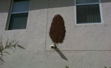 OMME: méhraj észlelése esetén forduljon szakemberhez