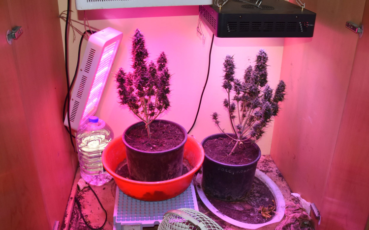 Kábítószer-terjesztők és fogyasztók rendőrkézen