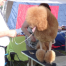 2 x CAC Nemzeti Kutyakiállítás – Pápa