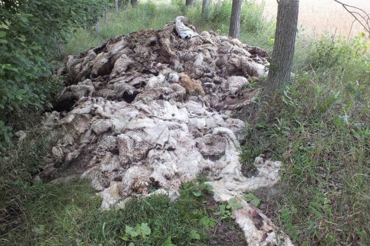 Nagy mennyiségű lenyúzott állati bőrt találtak a Határ utcánál