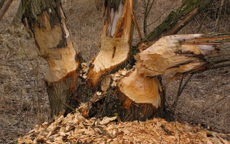 Már kilőhetik a hódokat a vadászok