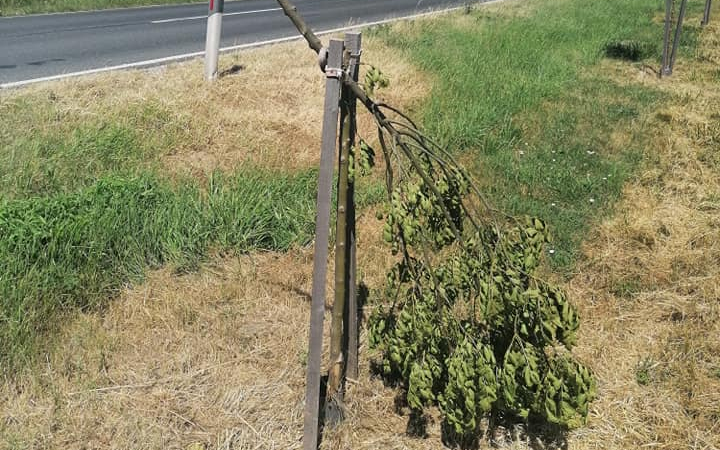 Facsemetét és táblákat rongáltak meg