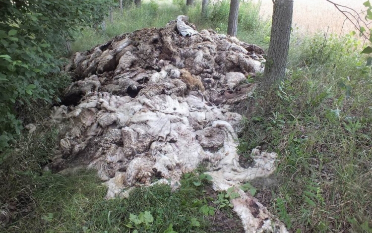 Nagy mennyiségű lenyúzott állati bőrt találtak a Határ utcánál