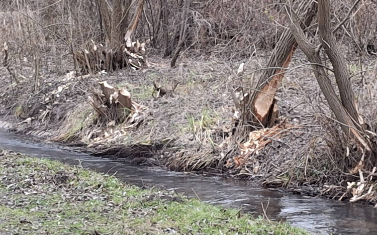 Komoly pusztítást végeznek a hódok a Tapolca partján