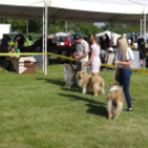 2 x CAC Nemzeti Kutyakiállítás – Pápa