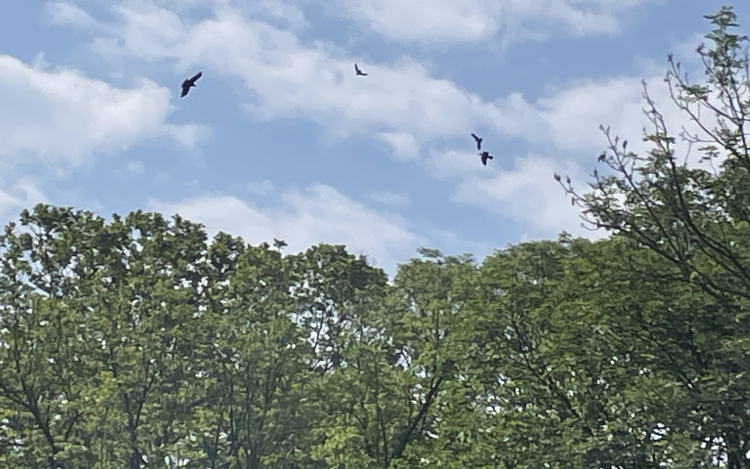 Pápán is okoznak bosszúságot a varjak, de kell-e védekezni ellenük