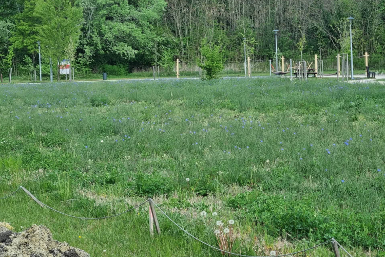 A Vágatlan Május jelentőségéről írt a pápai főkertész