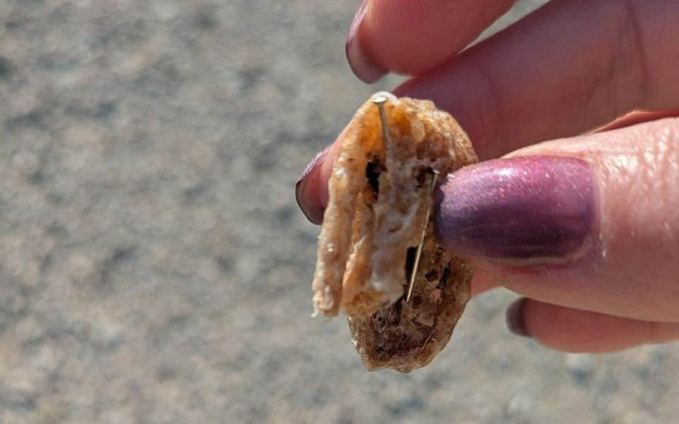 Valaki kutyákat mérgez meg a Malomkert lakóparkban