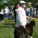 2 x CAC Nemzeti Kutyakiállítás – Pápa