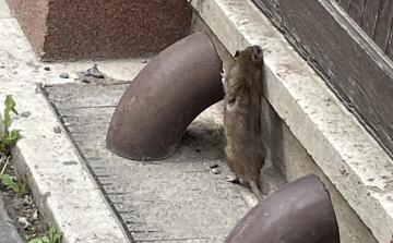 Patkány futkosott a belvárosban - Videó